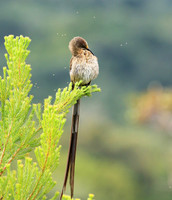 Kirstenbosch botanical garden - Cape Town