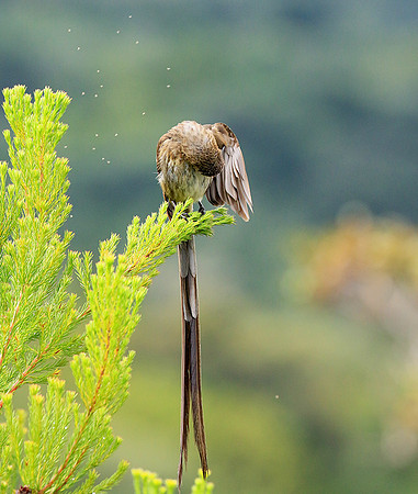 Botanical garden - Cape Town