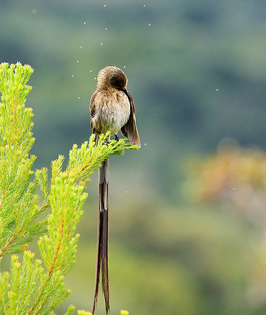 Botanical garden - Cape Town