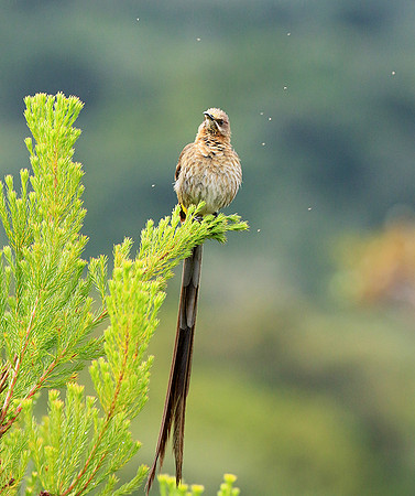 Botanical garden - Cape Town