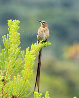 Kirstenbosch botanical garden - Cape Town