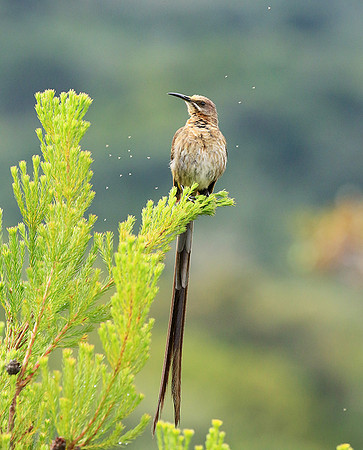 Kirstenbosch botanical garden - Cape Town