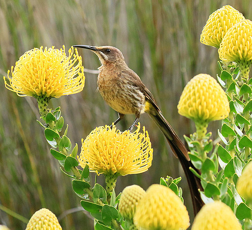 Botanical garden - Cape Town