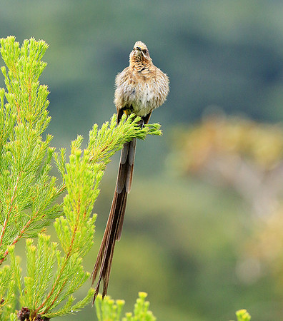Botanical garden - Cape Town