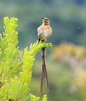 Kirstenbosch botanical garden - Cape Town