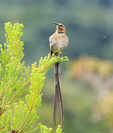 Kirstenbosch botanical garden - Cape Town