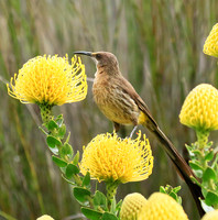 Kirstenbosch botanical garden - Cape Town