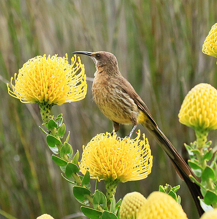 Kirstenbosch botanical garden - Cape Town