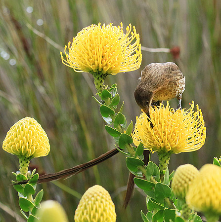 Botanical garden - Cape Town
