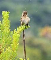 Kirstenbosch botanical garden - Cape Town