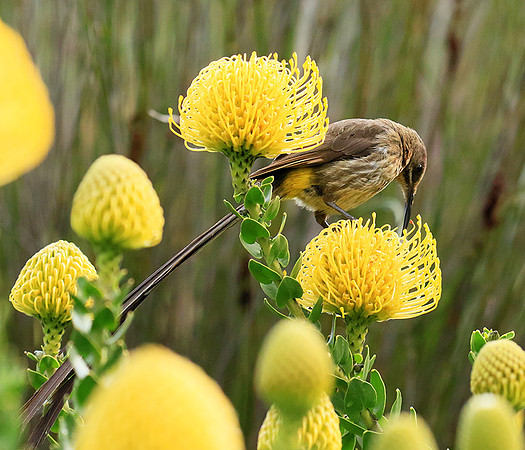 Botanical garden - Cape Town