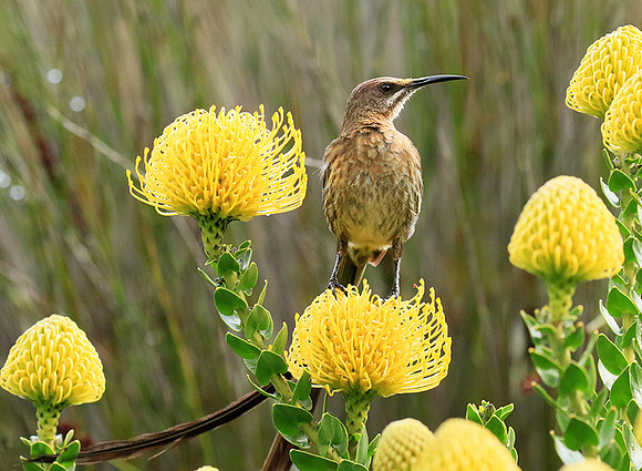 Botanical garden - Cape Town