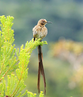 Kirstenbosch botanical garden - Cape Town