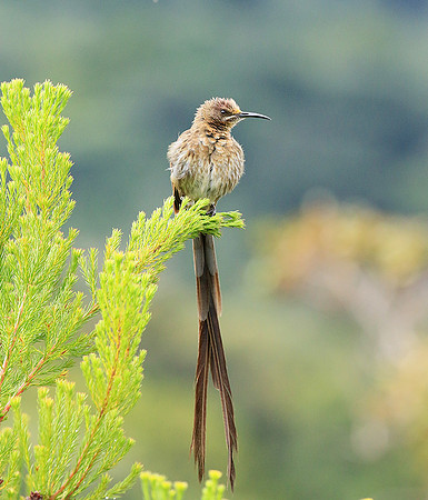Kirstenbosch botanical garden - Cape Town