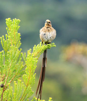 Kirstenbosch botanical garden - Cape Town