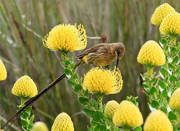 Botanical garden - Cape Town