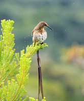 Kirstenbosch botanical garden - Cape Town