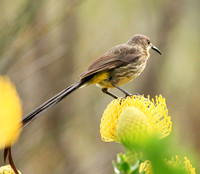Kirstenbosch botanical garden - Cape Town