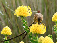 Kirstenbosch botanical garden - Cape Town