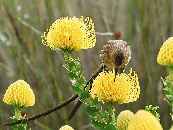 Kirstenbosch botanical garden - Cape Town