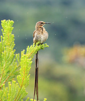 Kirstenbosch botanical garden - Cape Town