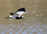 Blacksmith lapwing at Timbavati