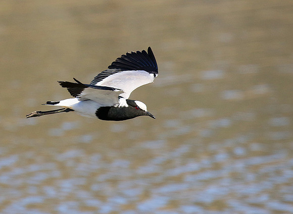 Blacksmith lapwing at Timbavati