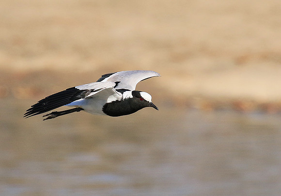 Blacksmith lapwing at Timbavati
