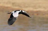 Blacksmith lapwing at Timbavati