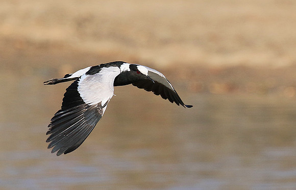 Blacksmith lapwing at Timbavati