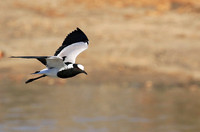Blacksmith lapwing at Timbavati