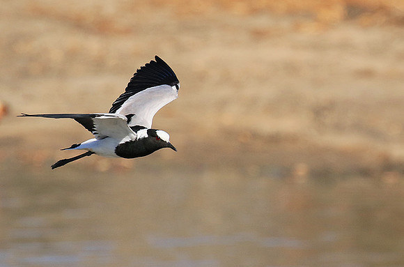 Blacksmith lapwing at Timbavati