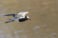 Blacksmith lapwing at Timbavati