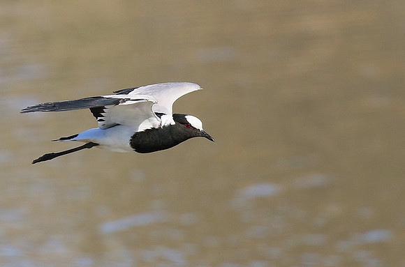 Blacksmith lapwing at Timbavati