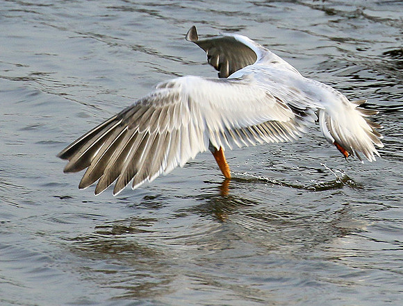 Terns
