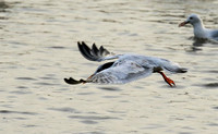 Terns