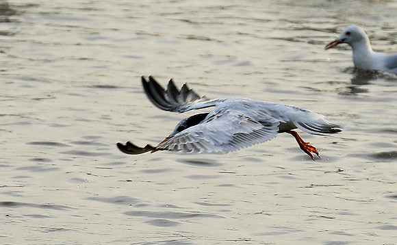 Terns