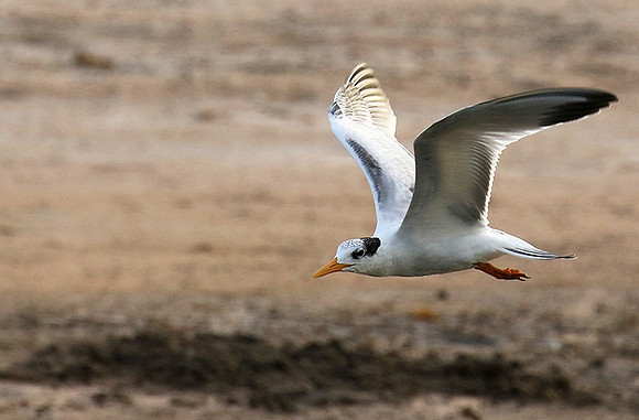 Terns