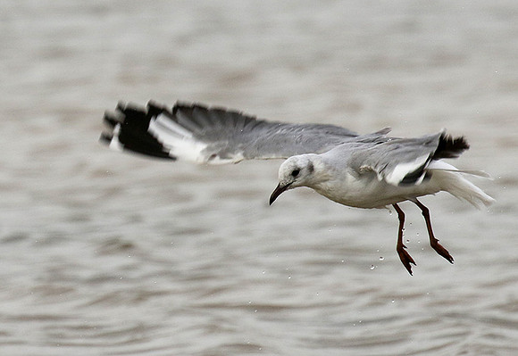 Terns