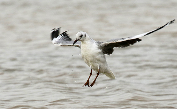 Terns
