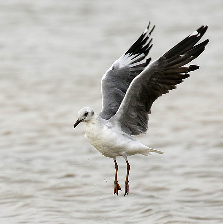 Terns