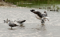 Terns