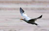 Terns