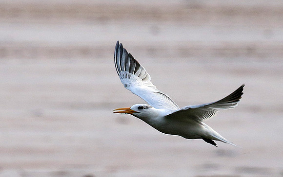 Terns