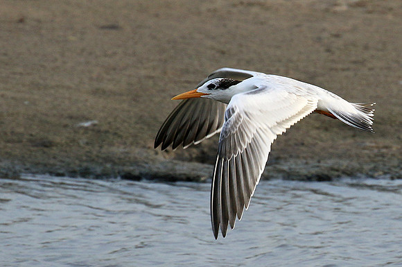 Terns