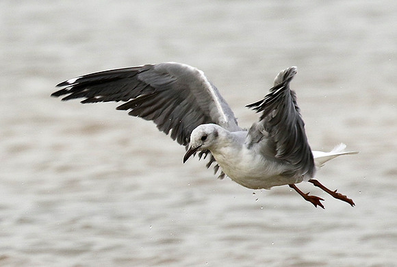 Terns