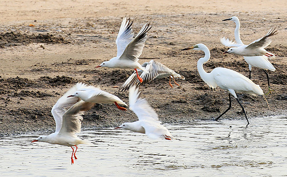 Terns