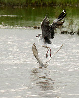 Terns
