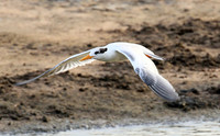 Terns