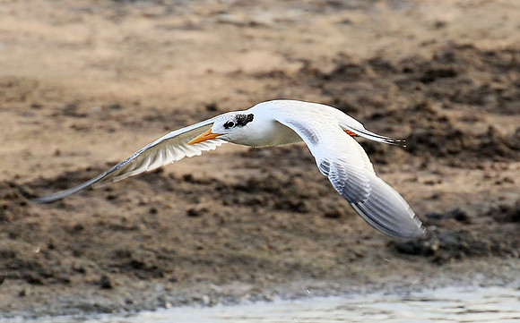 Terns